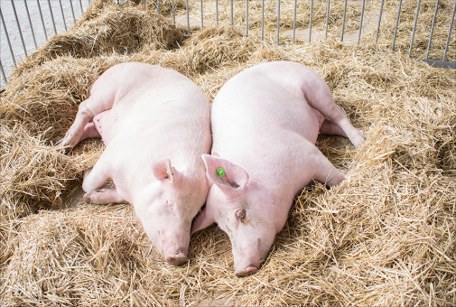 養(yǎng)殖場可采用清潔生產(chǎn)工藝，排放的糞便水人工清除至壓濾機(jī)固液分離后進(jìn)入發(fā)酵池，發(fā)酵后作有機(jī)肥。沖洗廢水經(jīng)過機(jī)械格柵、初沉池初步固液分離，分離出的糞渣并入發(fā)酵倉，經(jīng)分離后的污水進(jìn)入調(diào)節(jié)池進(jìn)行調(diào)節(jié)水質(zhì)水量，使沼氣發(fā)酵單元穩(wěn)定運(yùn)作。沼氣發(fā)酵池的沼液儲(chǔ)存于沼液存儲(chǔ)池中，進(jìn)行沼液再利用。